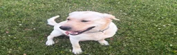 Labrador Retriever dogs for sale:  Georgie - Ad 4
