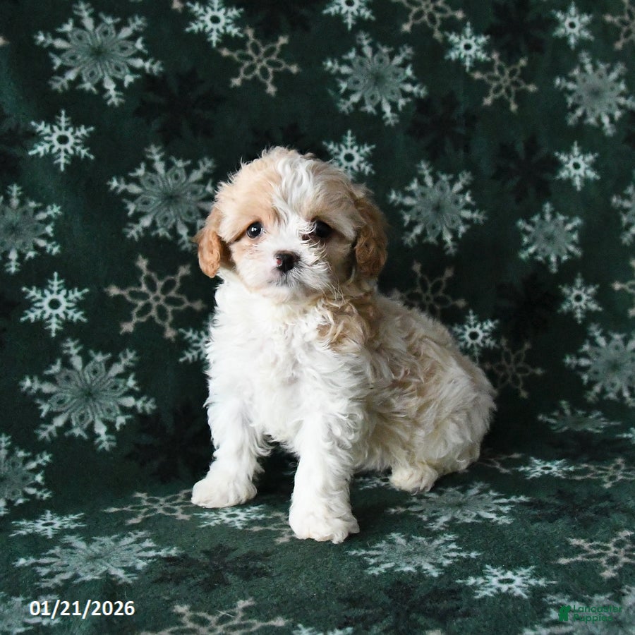 Cavapoo dogs Rosie - Ad 21