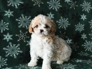Cavapoo dogs Rosie - Ad 31