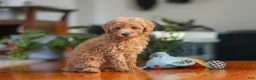 Miniature Poodle dogs for sale: Brianna - Ad 3