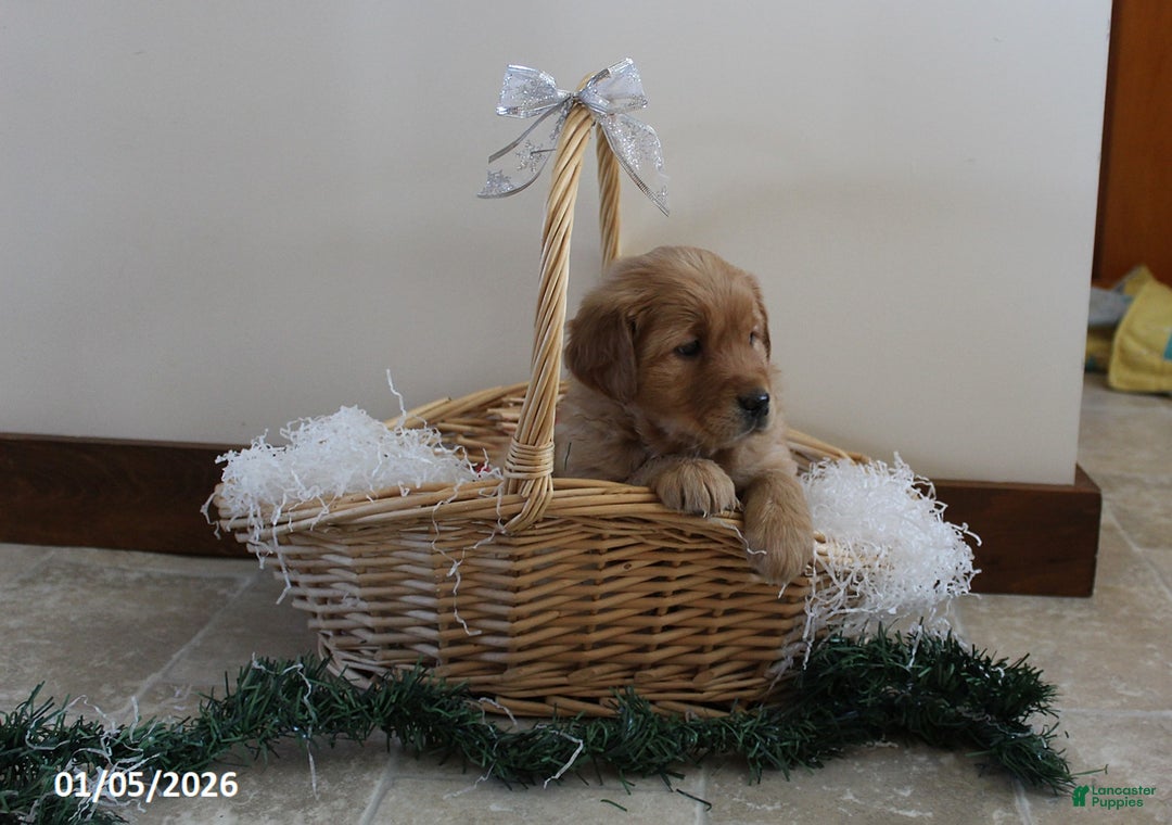 Golden Retriever dogs for sale: Brandy - Ad 2