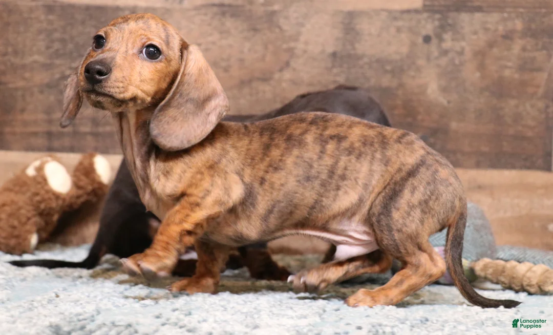 Miniature Dachshund dogs for sale: Benjie red brindle smooth male - Ad 1