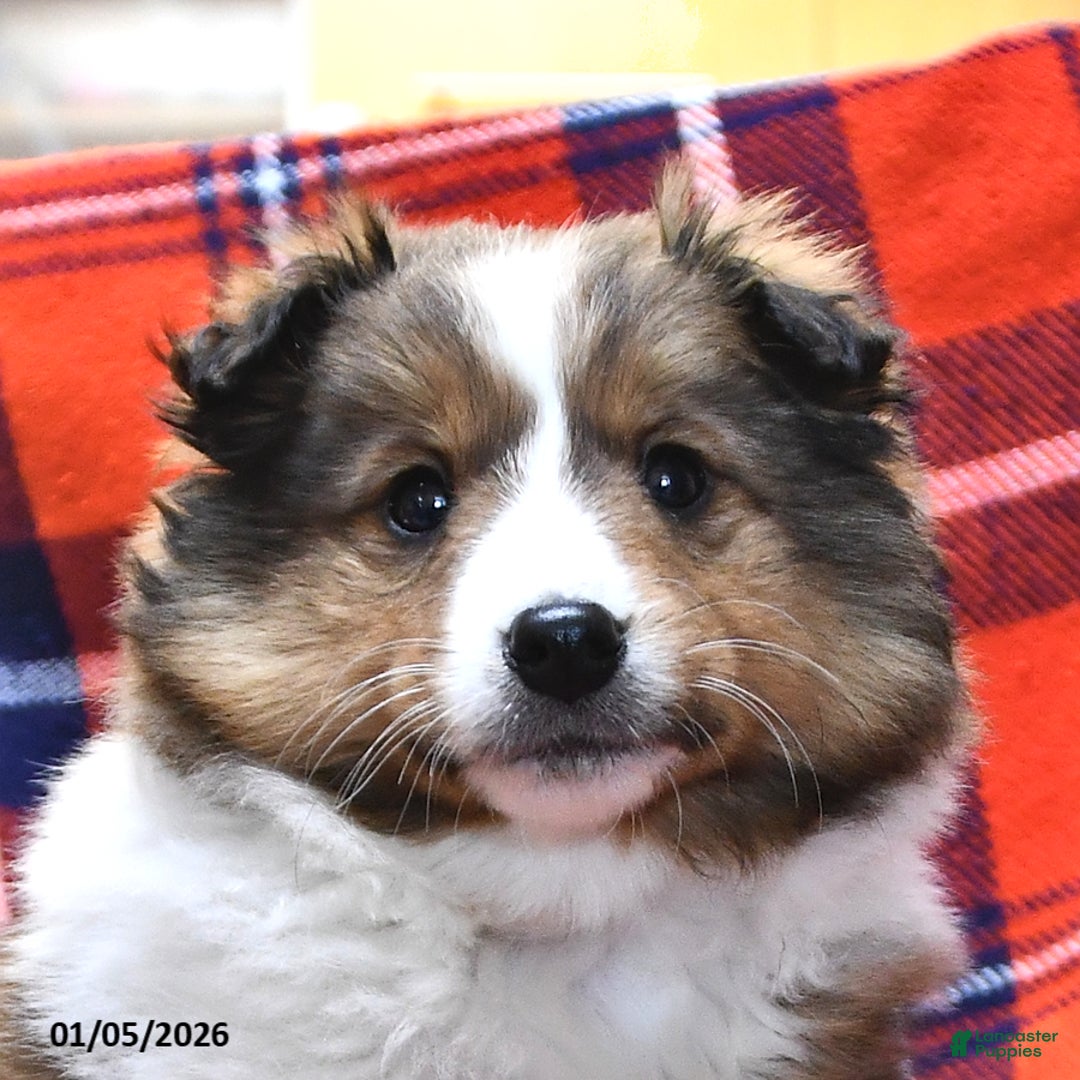 Shetland Sheepdog dogs for sale: Candy Cane - Ad 3