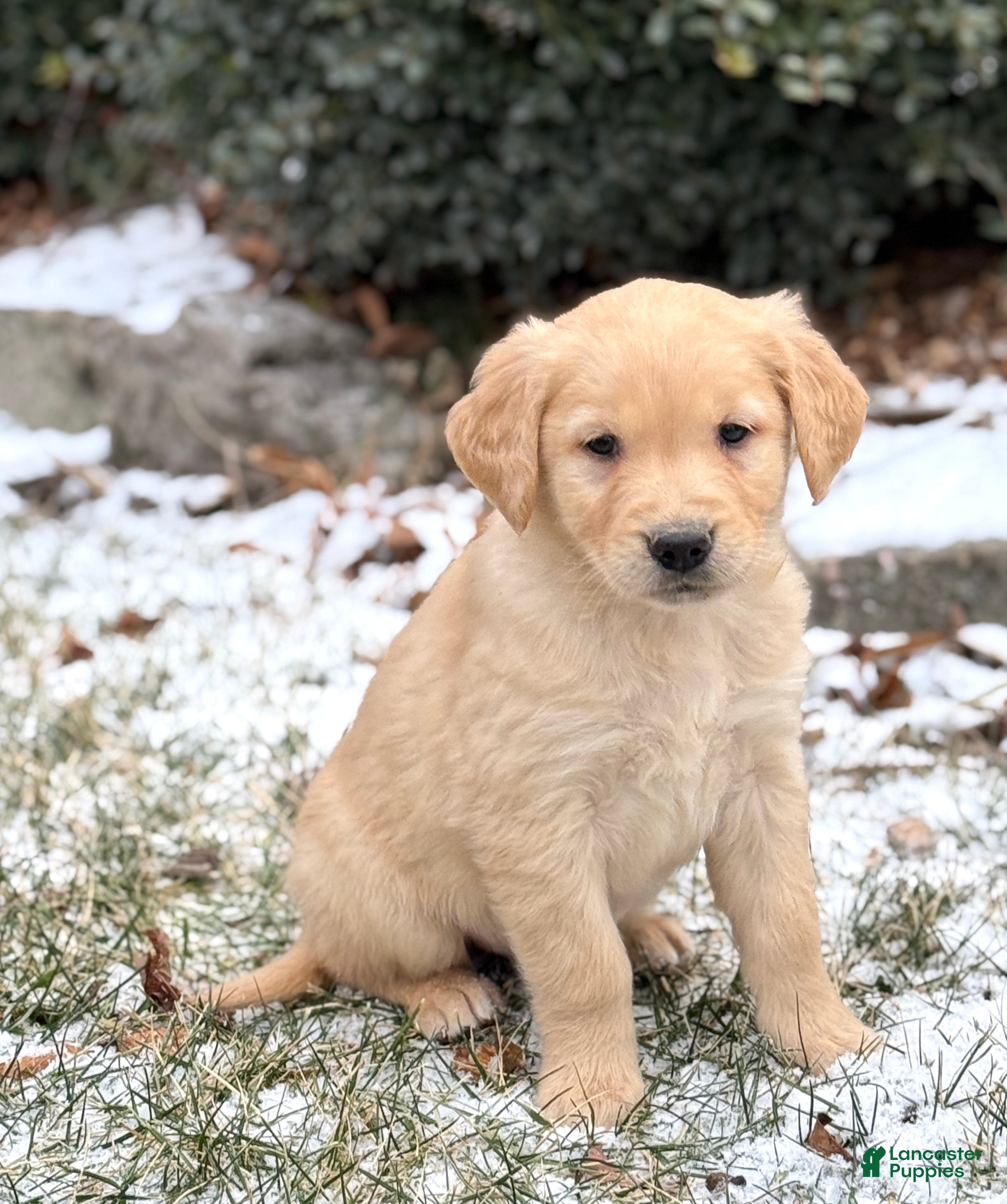 Golden Retriever dogs Susie - Ad 12