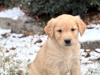 Golden Retriever dogs Susie - Ad 3