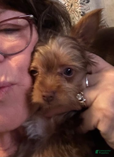 Gallery Image {{count}}