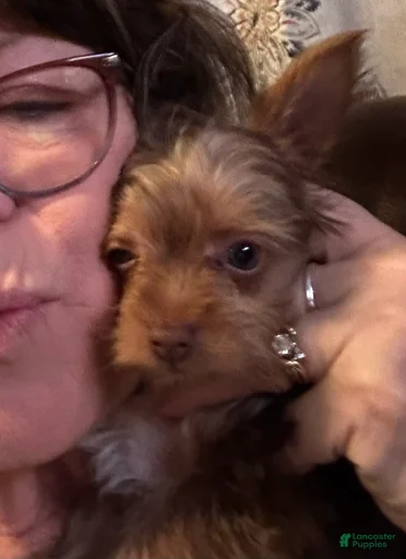 Gallery Image {{count}}