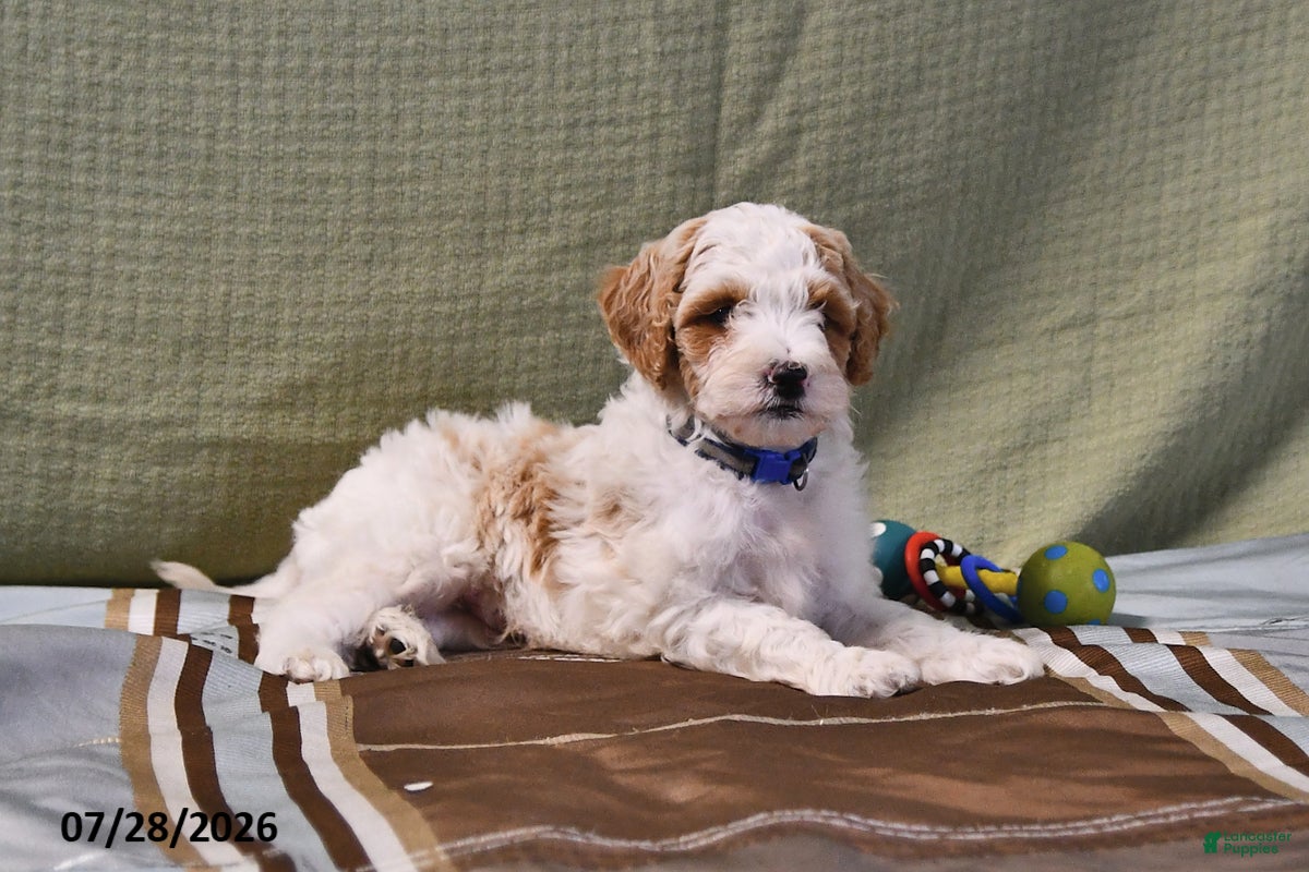 Goldendoodle dogs Scott - Ad 2