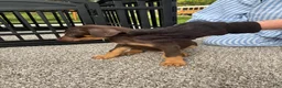 Doberman Pinscher dogs for sale: Tank - Ad 6