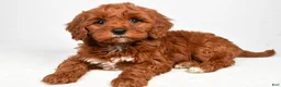Cavapoo dogs for sale: Hudson - Ad 7