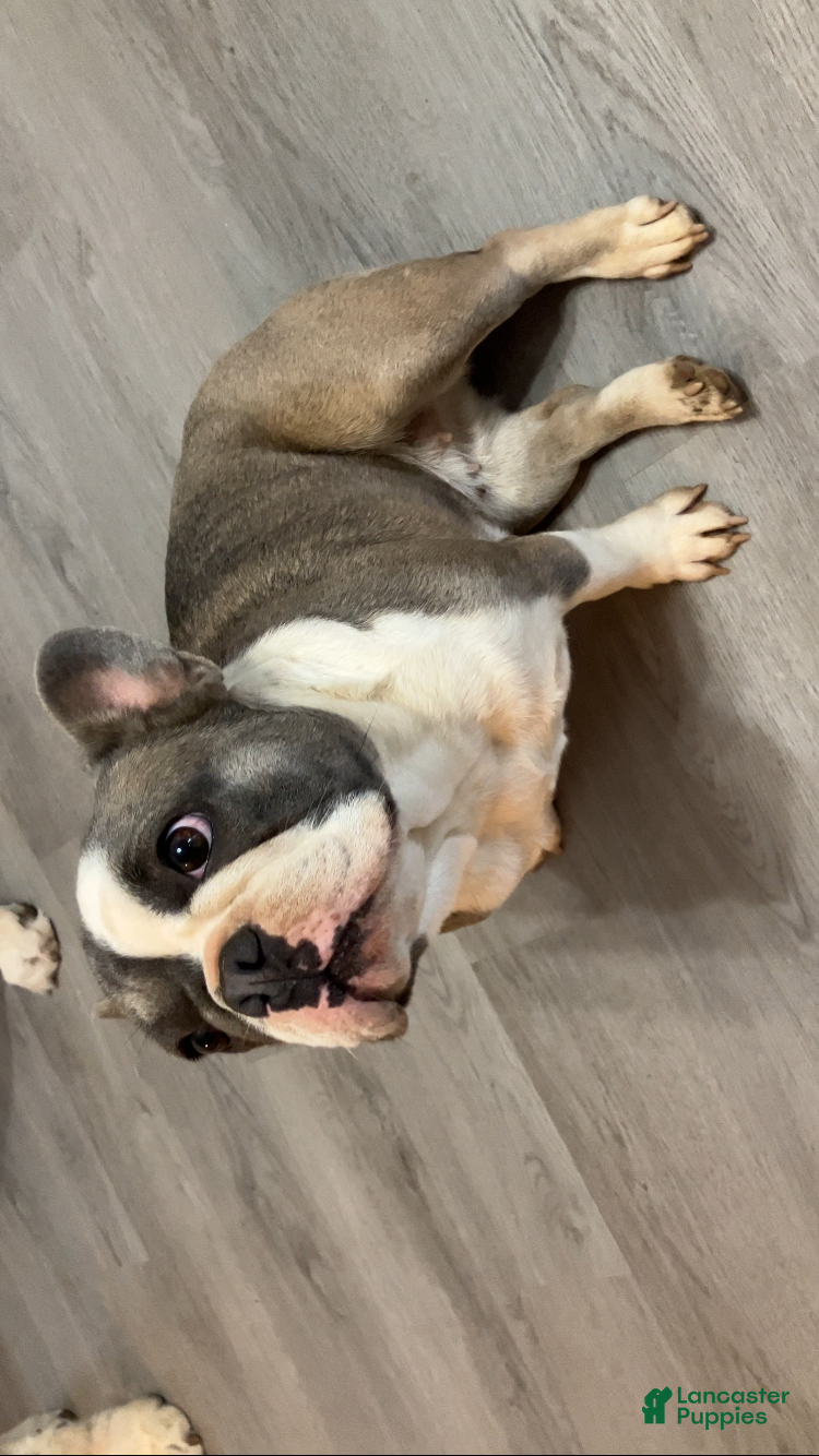 French Bulldog dogs Luna - Ad 14