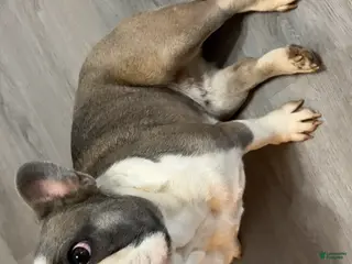 French Bulldog dogs Luna - Ad 30