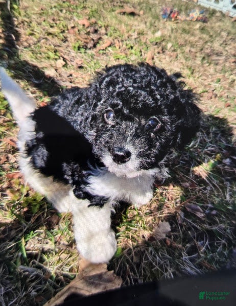 Cavapoo dogs Bear - Ad 1