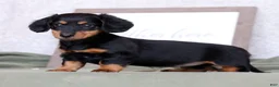 Miniature Dachshund dogs for sale: Willow - Ad 9