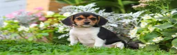 Beagle dogs for sale: Paisley - Ad 5