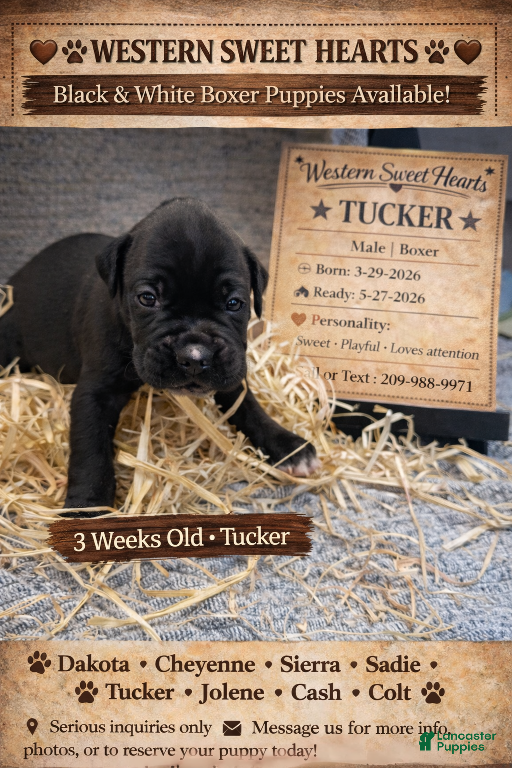 Boxer dogs Tucker- Male - Ad 1