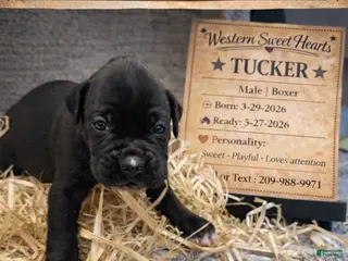 Boxer dogs for sale: Tucker- Male - Ad 1
