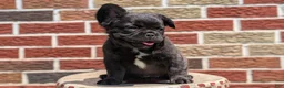 French Bulldog dogs for sale: Emmy - Ad 2
