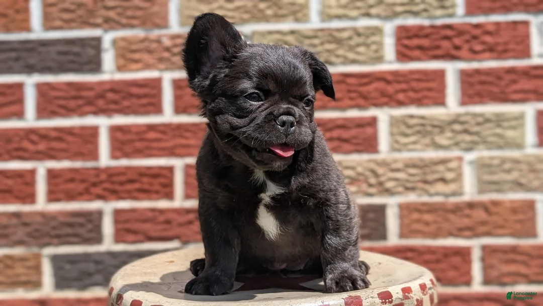 French Bulldog dogs for sale: Emmy - Ad 2