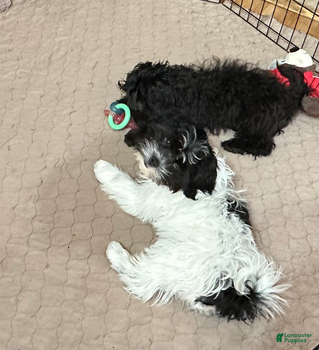 Shihpoo dogs for sale: Shihpoo Puppy 1 - Ad 4