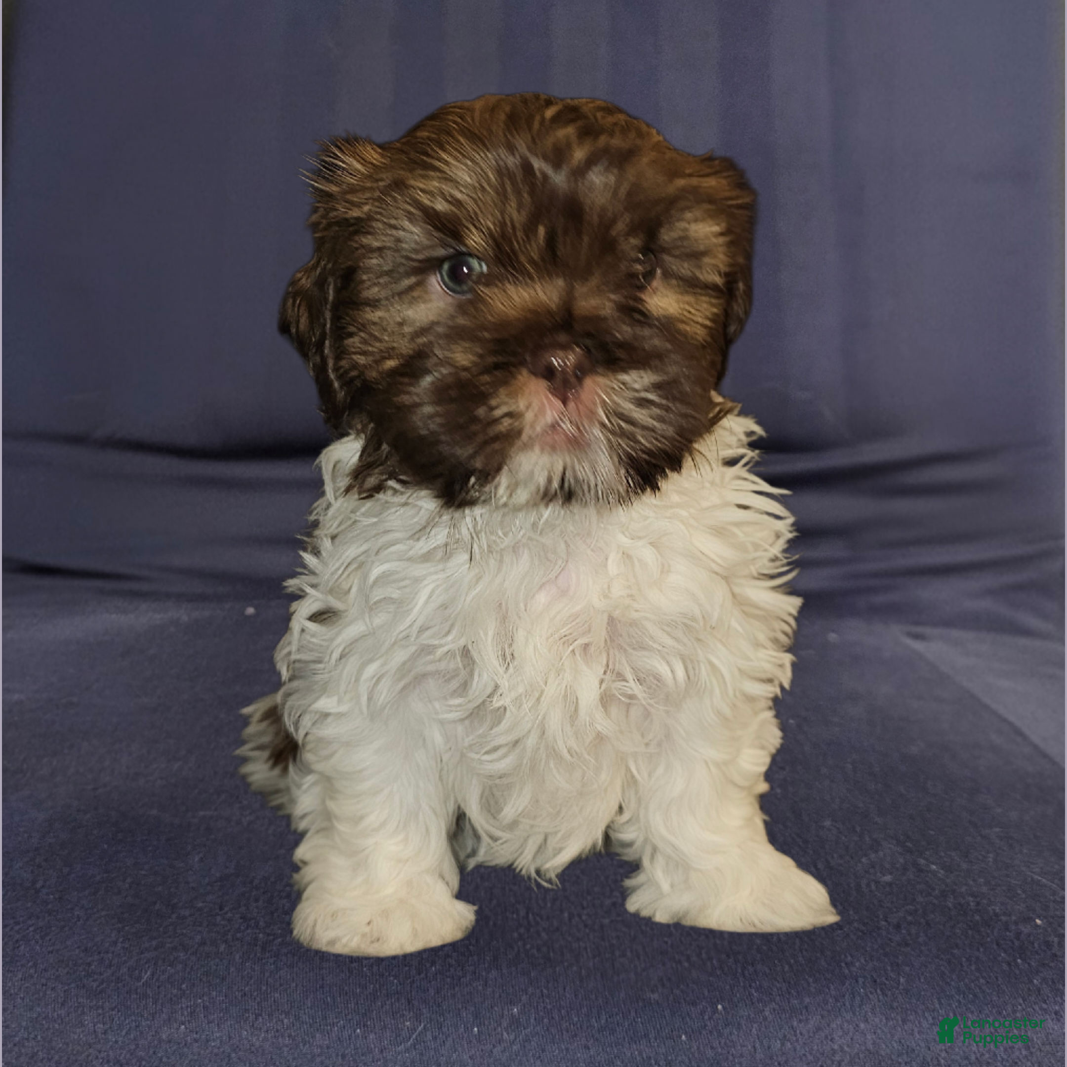 Mixed Breed dogs Bark Vader  - Ad 1