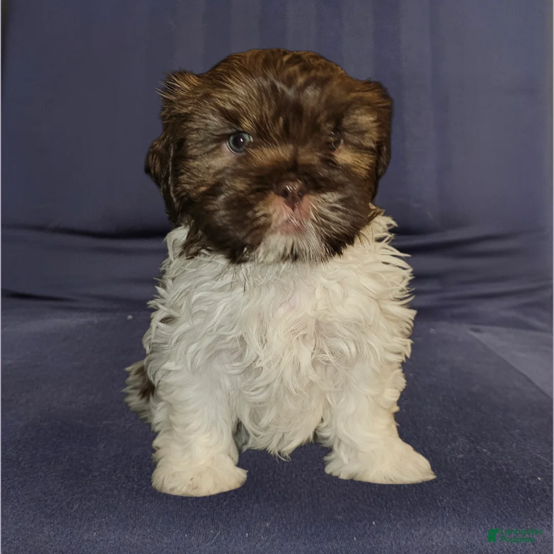 Mixed Breed dogs for sale: Bark Vader  - Ad 2