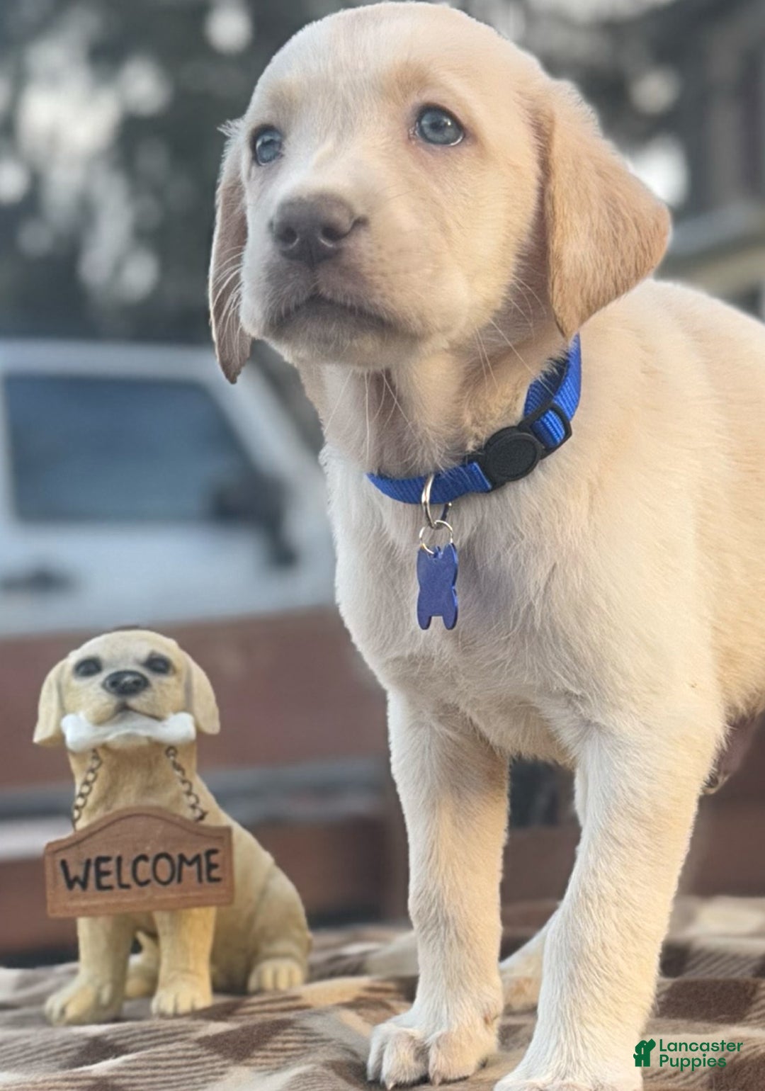 Labrador Retriever dogs for sale: Labrador Retriever Puppy 1 - Ad 10