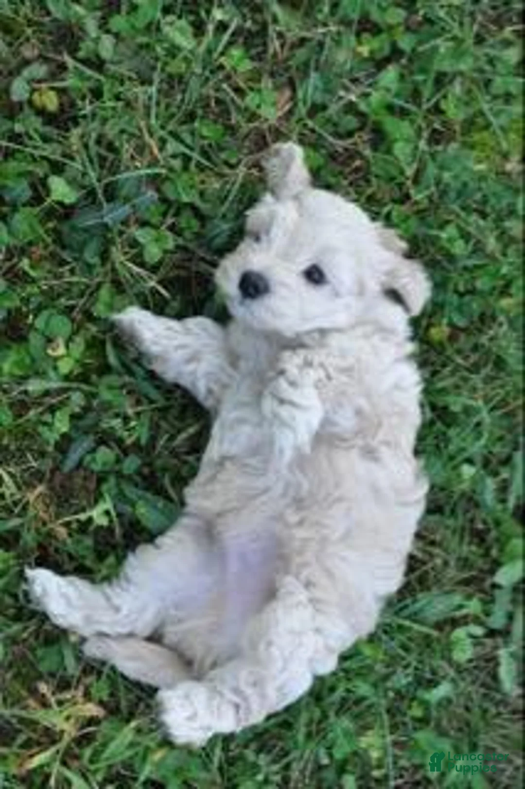 Cavapoo dogs for sale: Cavapoo 1 - Ad 2