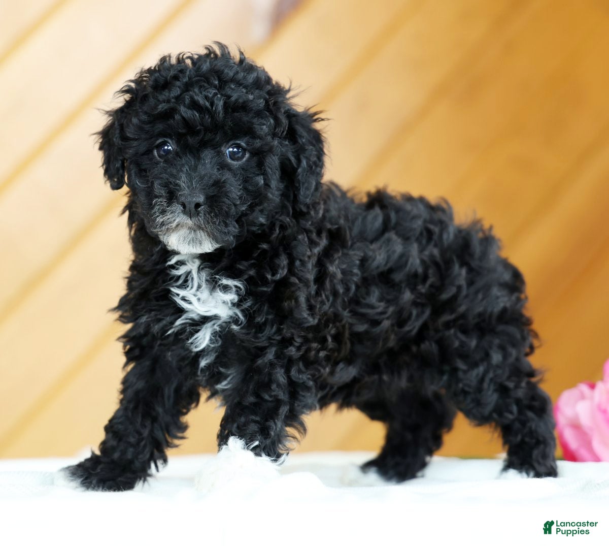 Toy Poodle dogs Blaire - Ad 1
