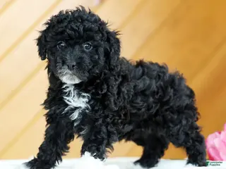 Toy Poodle dogs for sale: Blaire - Ad 1