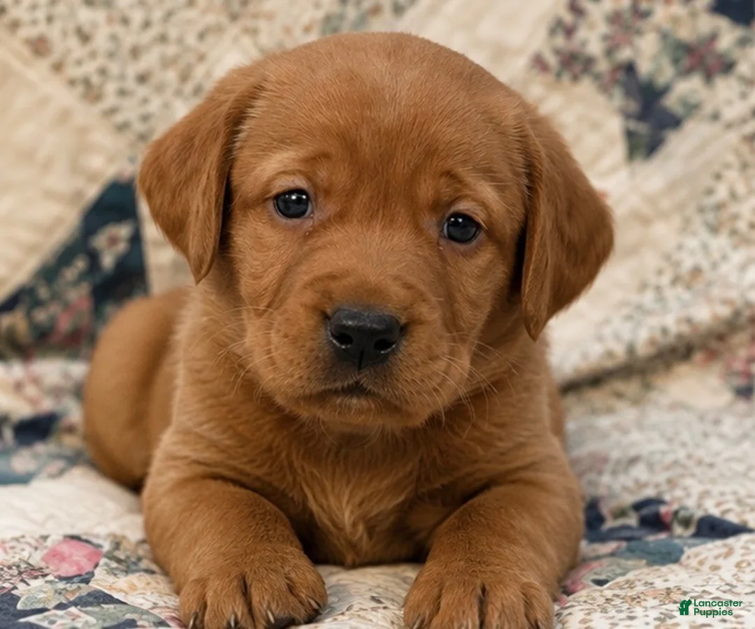 Labrador Retriever dogs for sale: Girl 4 - Ad 1