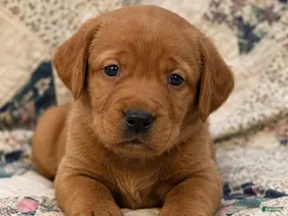 Labrador Retriever dogs Girl 4 - Ad 36