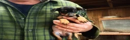 Miniature Pinscher dogs for sale: Penny - Ad 3