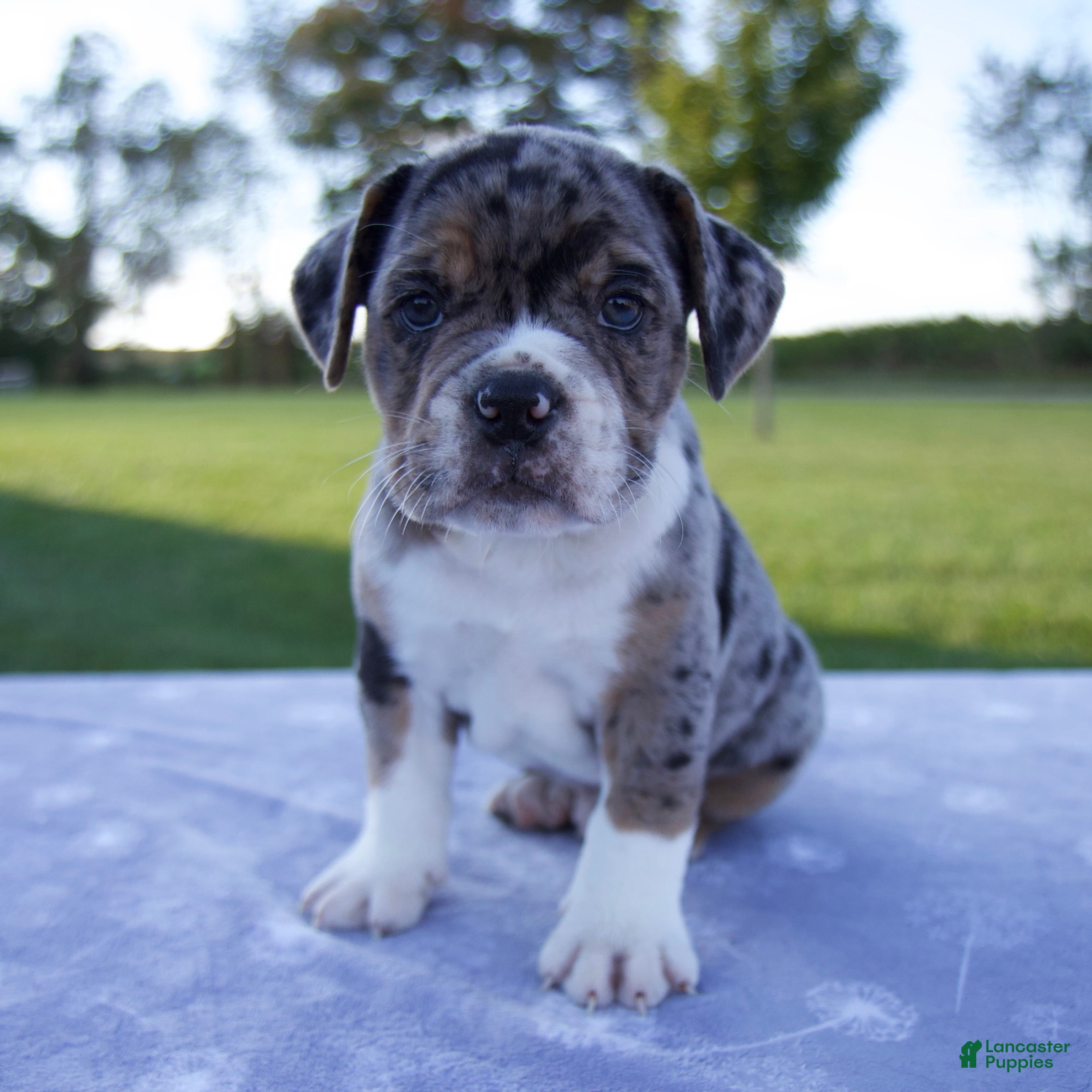 Beabull dogs Archer - Ad 1