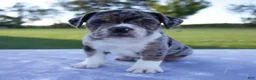 Beabull dogs for sale: Archer - Ad 1