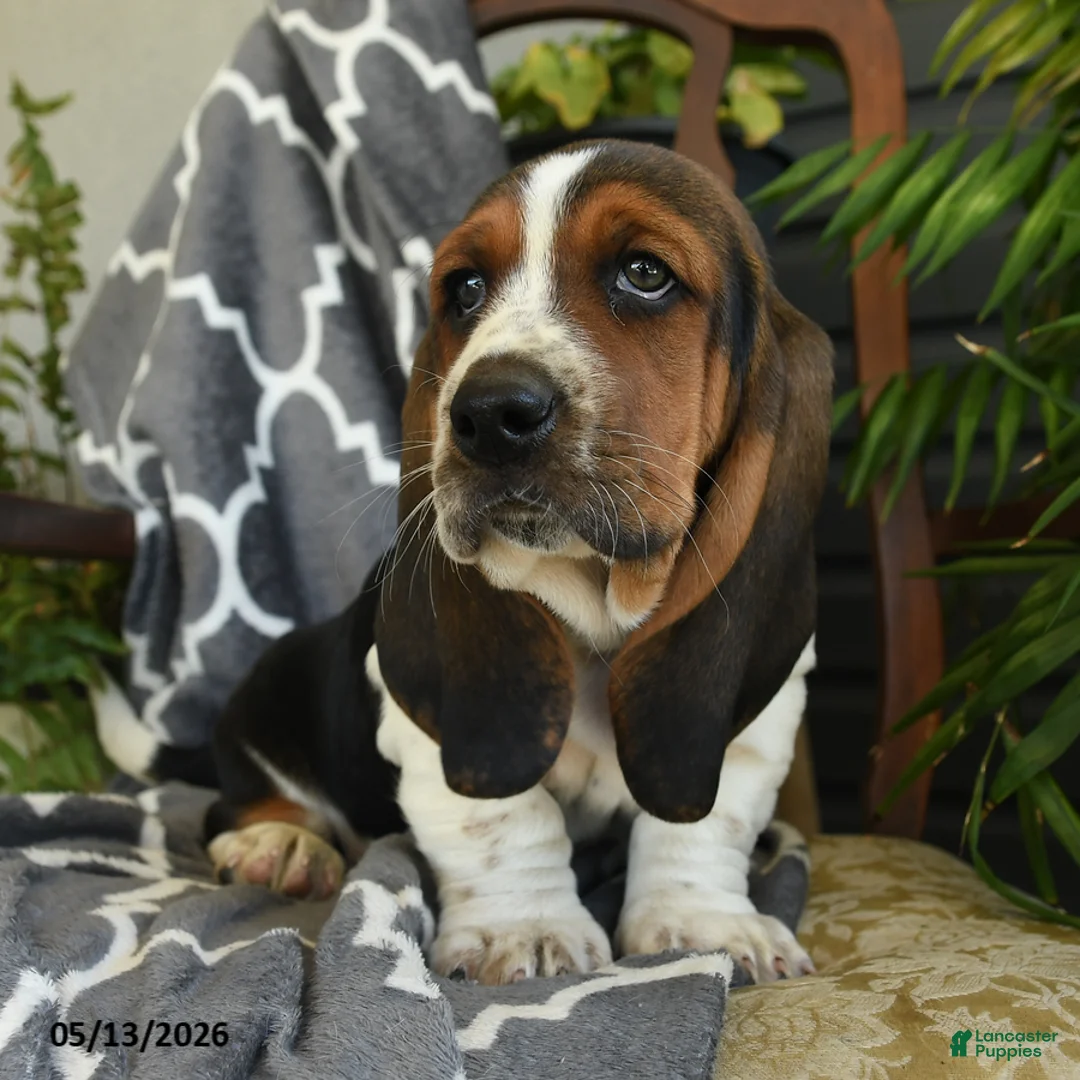 Basset Hound dogs for sale: Charlotte - Ad 3