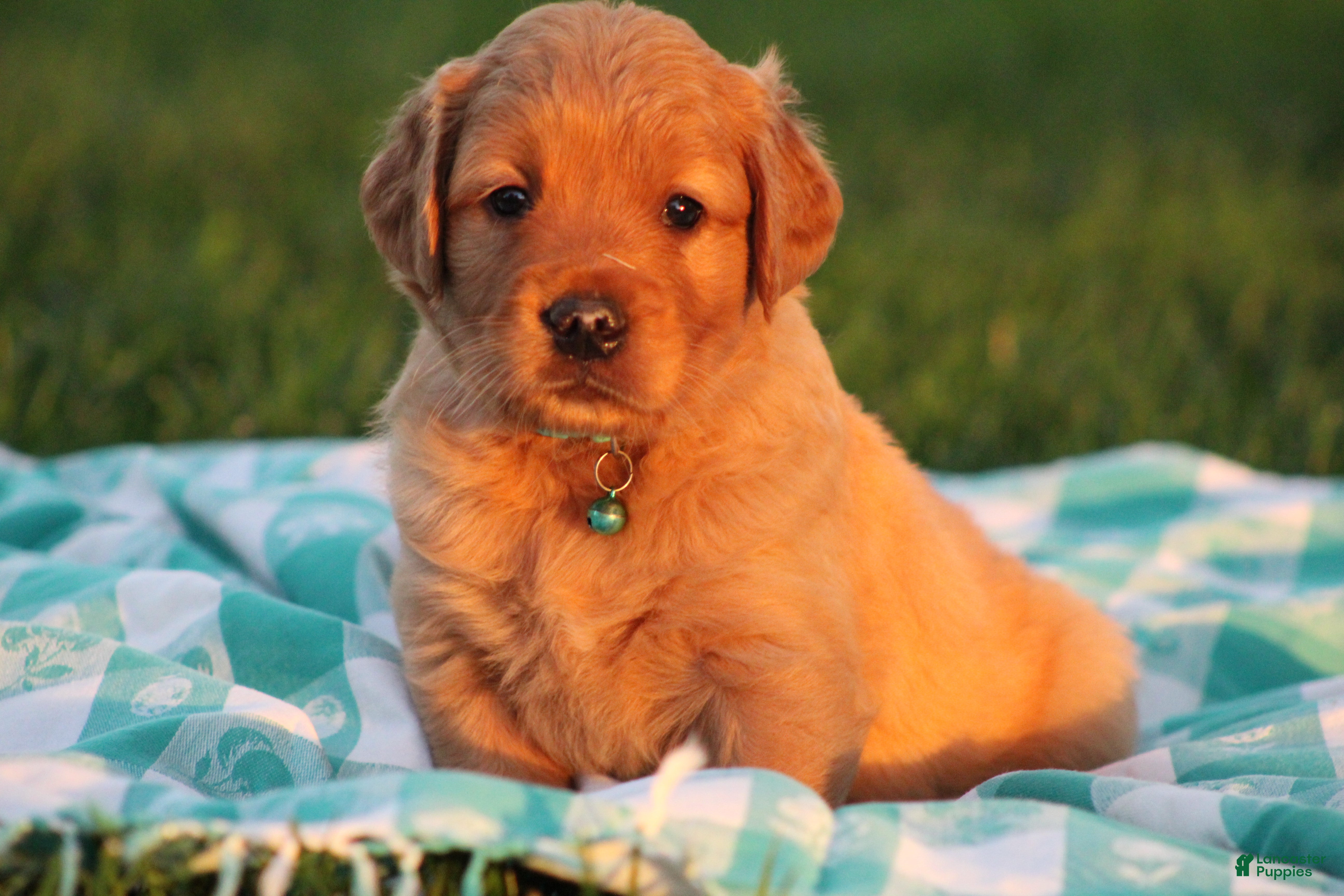 Golden Retriever dogs Indie - Ad 2