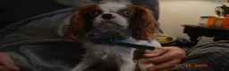 Cavalier King Charles Spaniel dogs for sale: Cavalier King Charles Spaniel Puppy 1 - HUEY - Ad 29