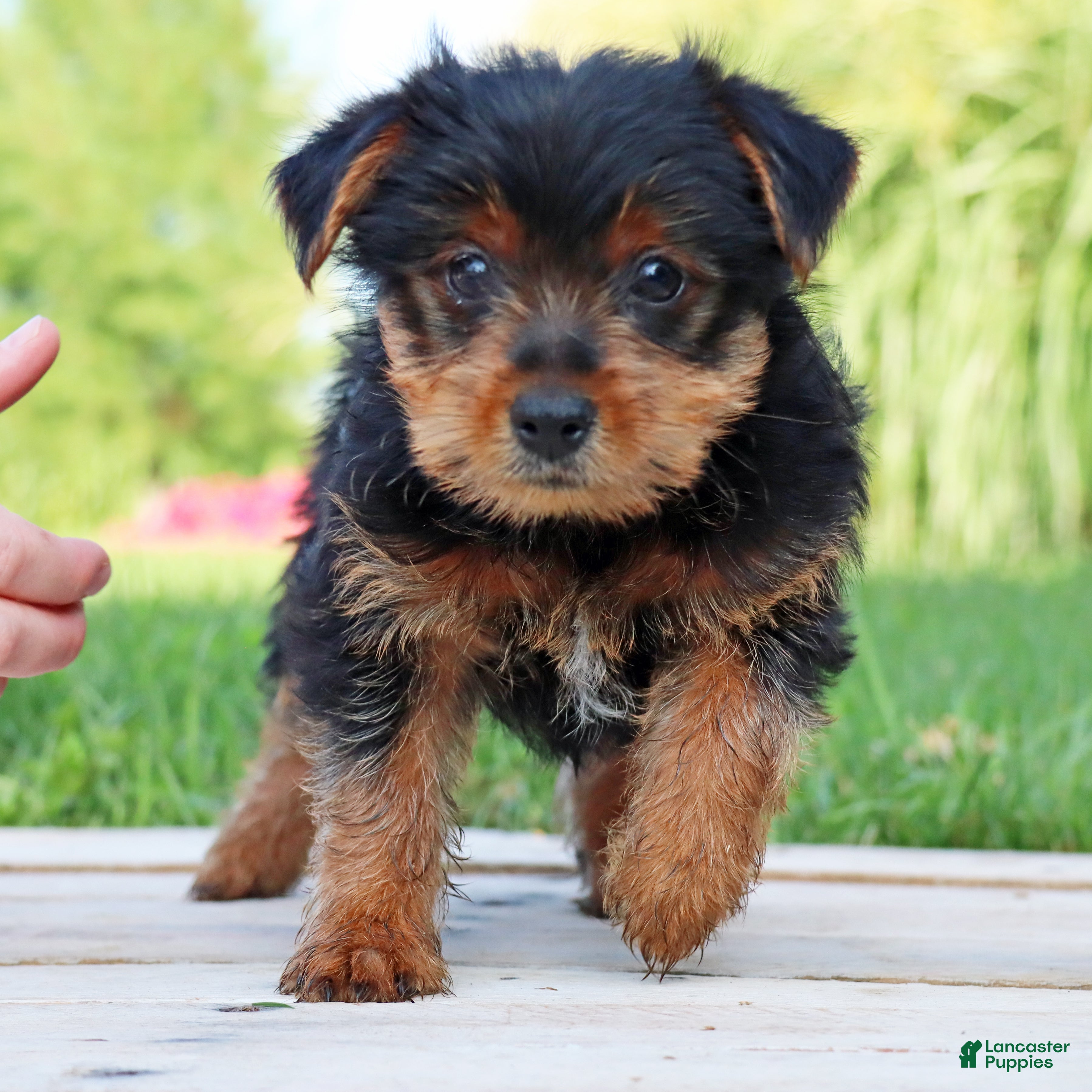 Yorkshire Terrier dogs Pepsi - Ad 1