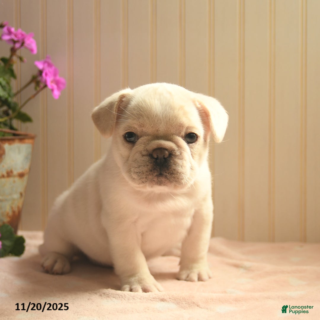 French Bulldog dogs for sale: Noel  - Ad 1