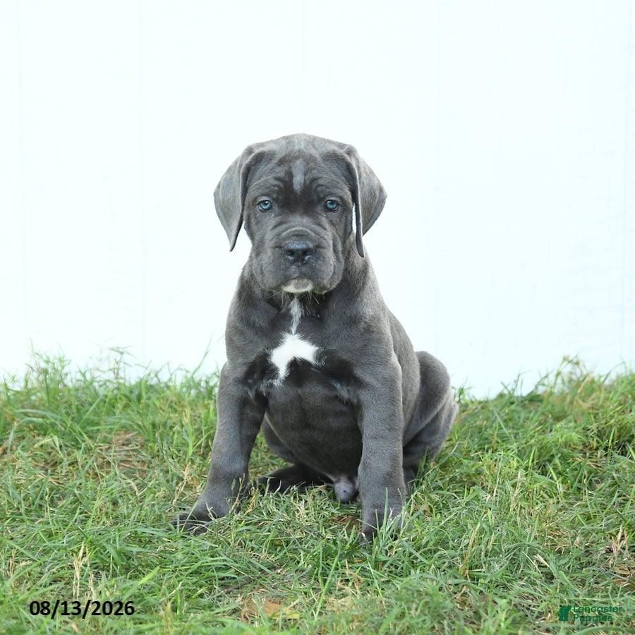 Cane Corso dogs Russell - Ad 1
