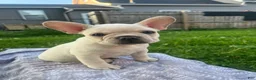 French Bulldog dogs for sale: French Bulldog Puppy 1 - Ad 6