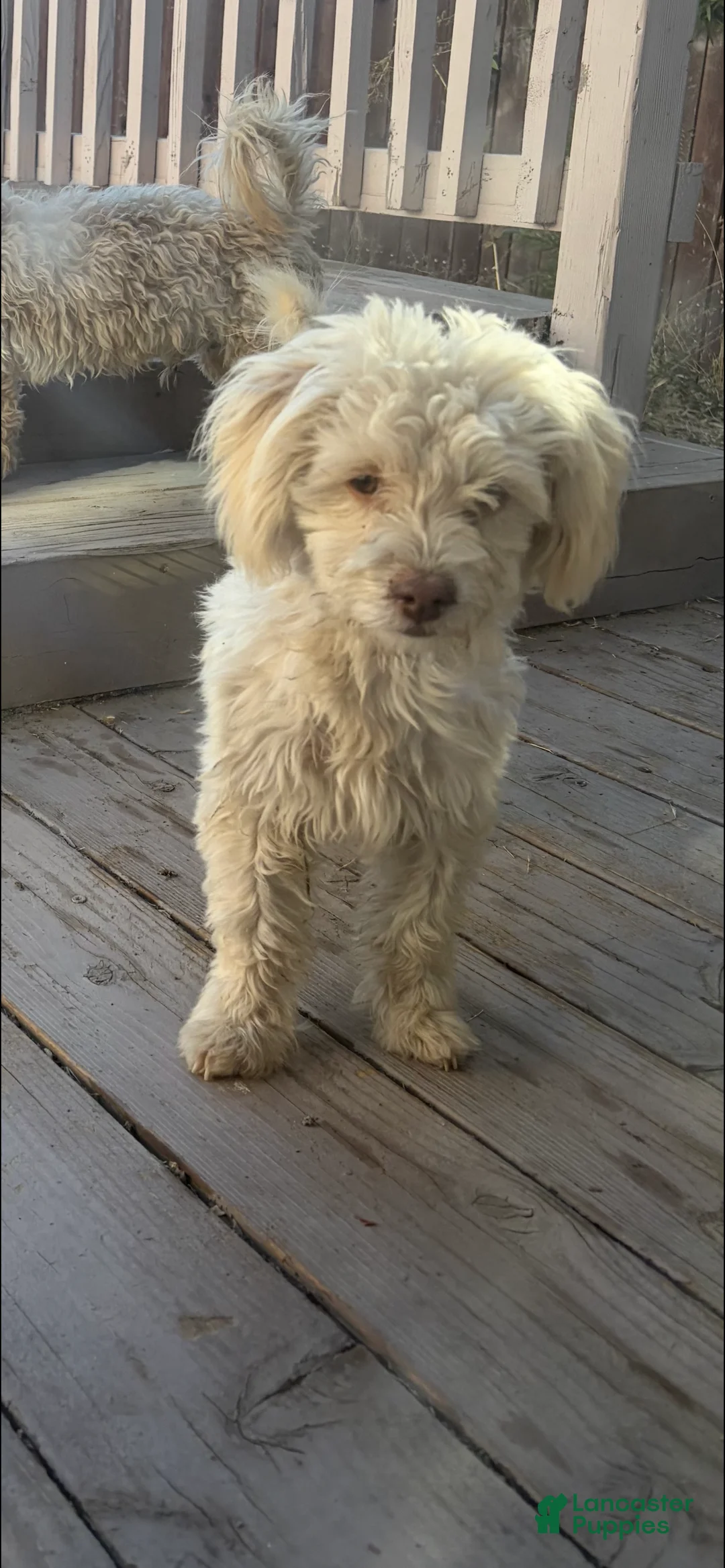Maltipoo dogs for sale: Ria - Ad 1
