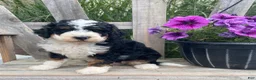 Mini Bernedoodle dogs for sale: Kirby - Ad 4