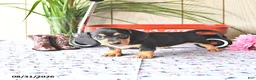 Miniature Dachshund dogs for sale: Molly - Ad 4