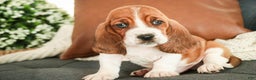 Basset Hound dogs for sale: Arturo - Ad 2