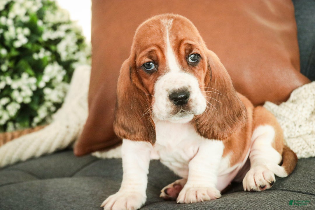 Basset Hound dogs for sale: Arturo - Ad 2