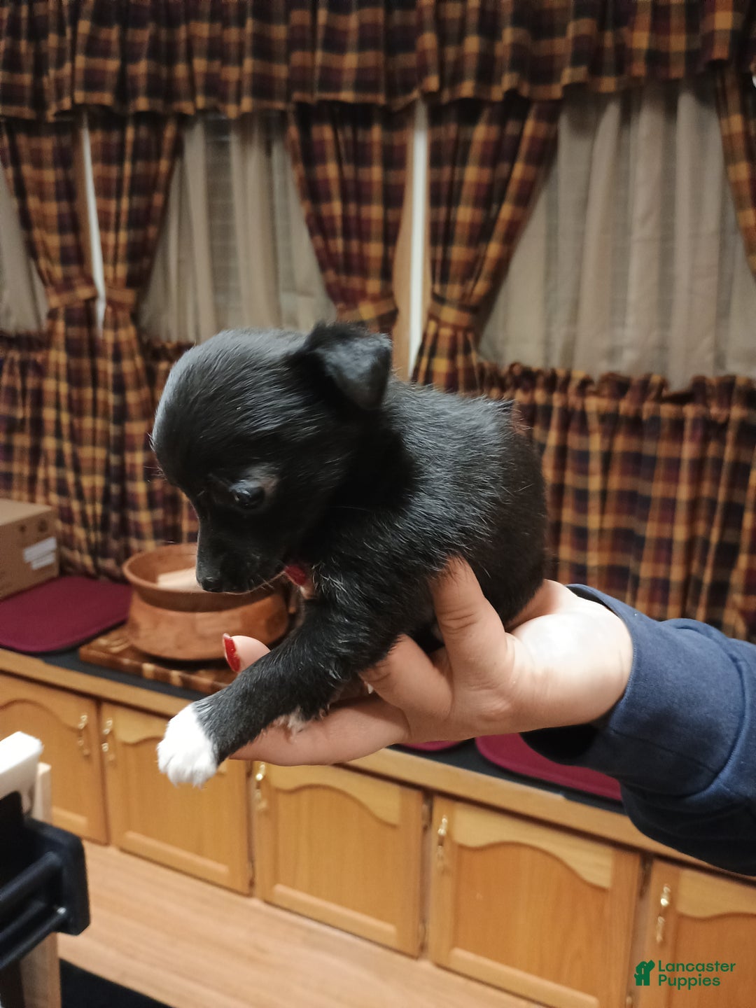 Chihuahua dogs for sale: Pixie - Ad 9