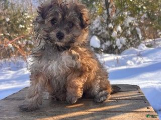 Pomapoo dogs Nova - Ad 9