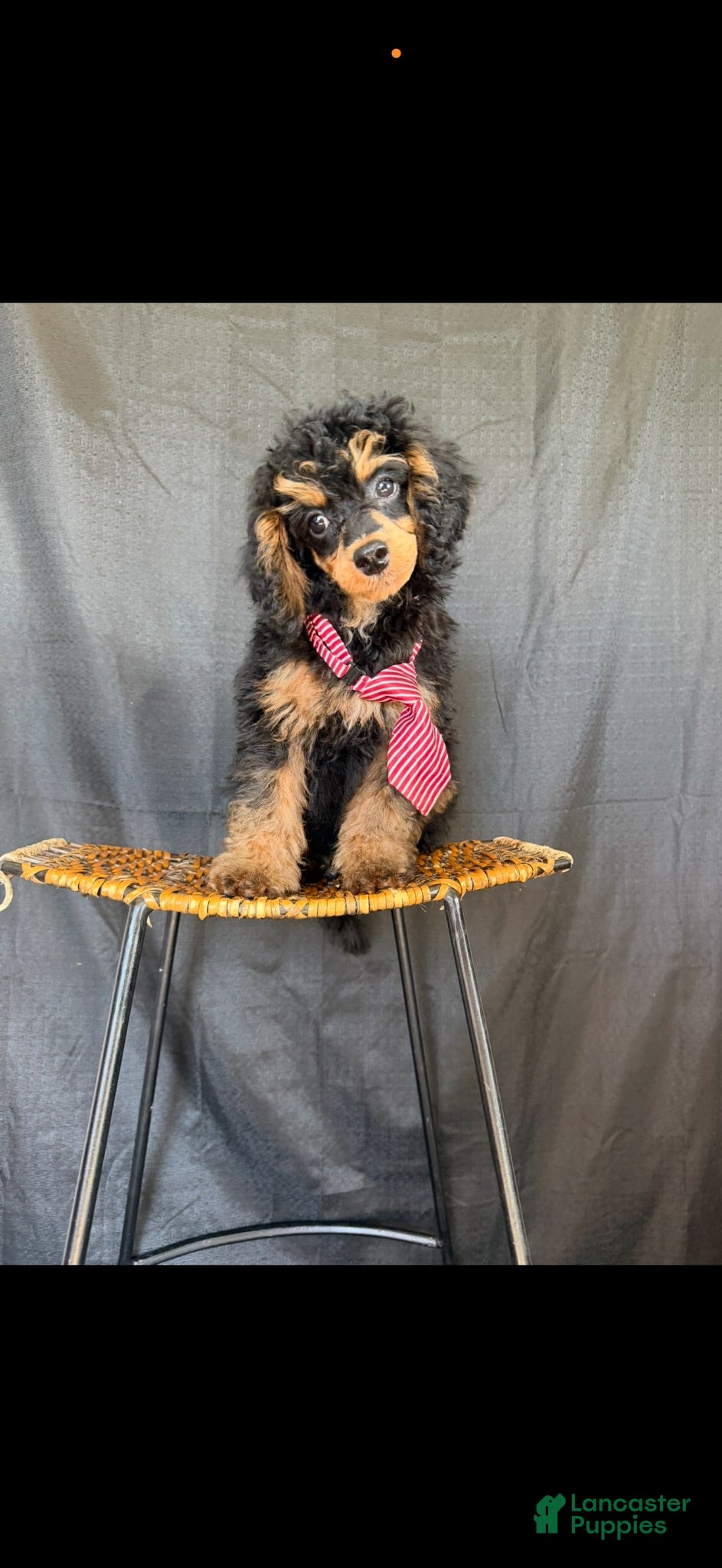 Miniature Poodle dogs Akc Clear 🧬 Tested Black Phantom Boy 💙 - Ad 12